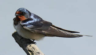 Barn Swallow