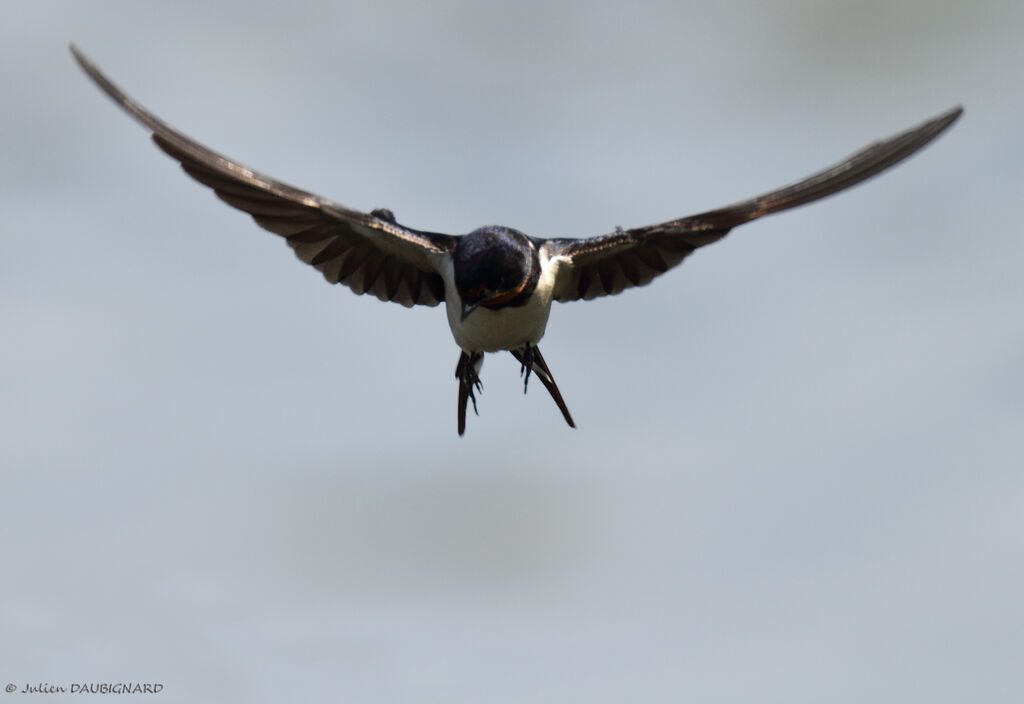 Barn Swallow, Flight