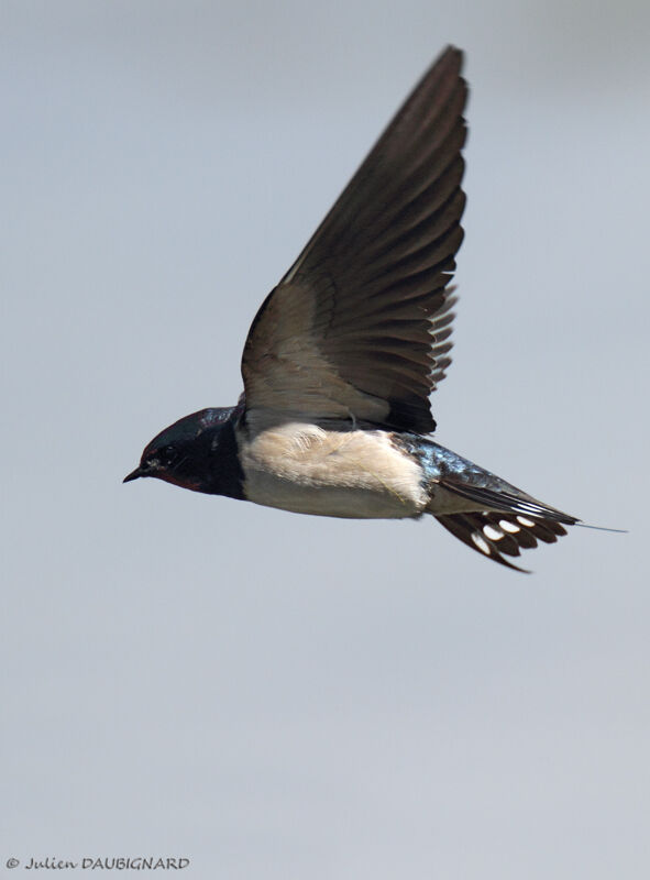 Barn Swallow, Flight