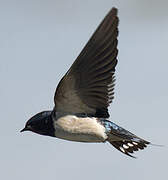 Barn Swallow