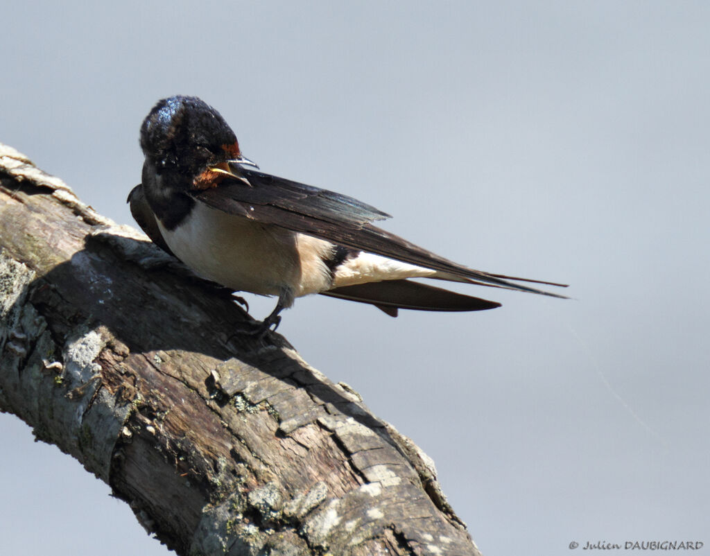 Hirondelle rustique, identification