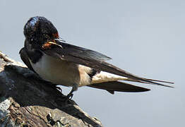 Barn Swallow