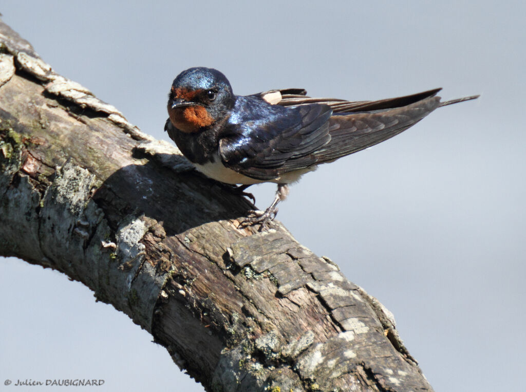 Hirondelle rustique, identification