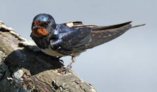 Barn Swallow