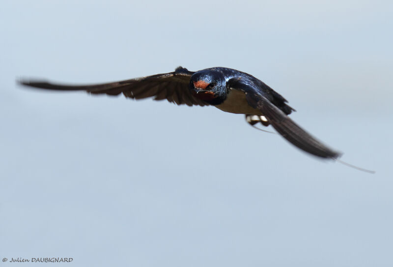 Barn Swallow, Flight