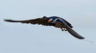 Barn Swallow