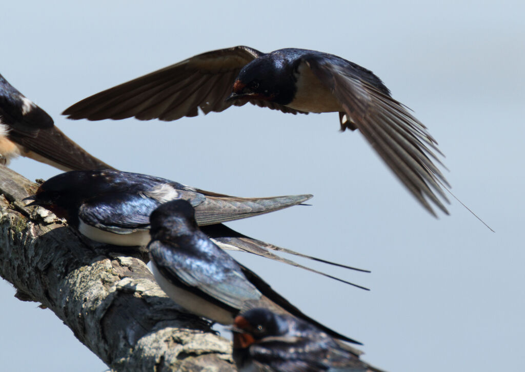 Barn Swallow, Flight