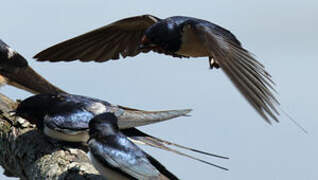 Barn Swallow