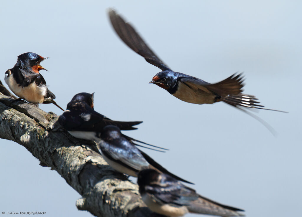 Barn Swallow, Flight