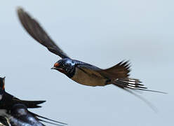 Barn Swallow