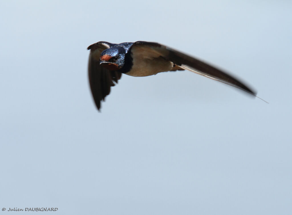 Barn Swallow, Flight