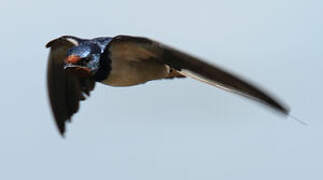 Barn Swallow