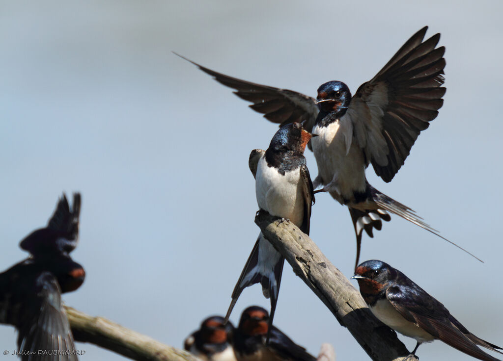 Hirondelle rustique, Vol