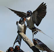 Barn Swallow