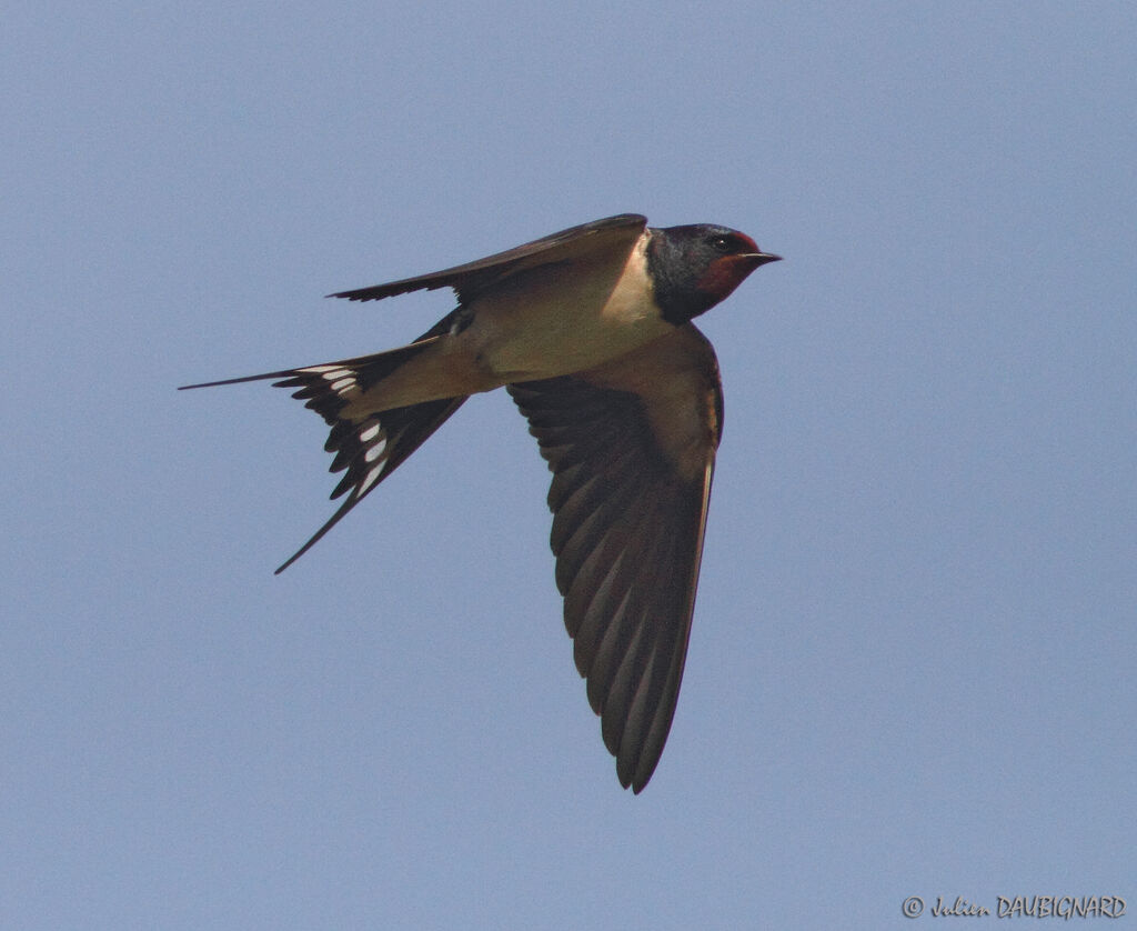 Hirondelle rustiqueadulte, identification