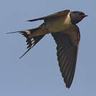 Hirondelle rustique