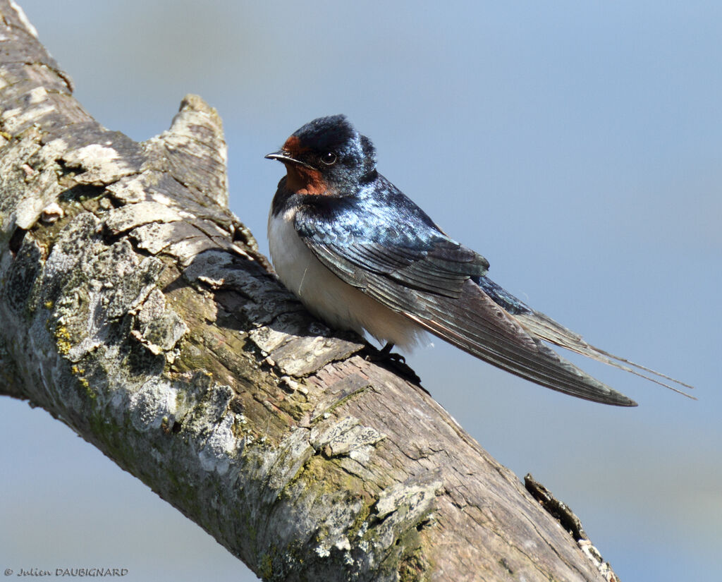 Hirondelle rustique, identification