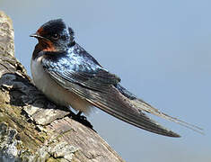 Barn Swallow