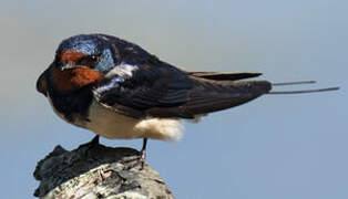 Barn Swallow