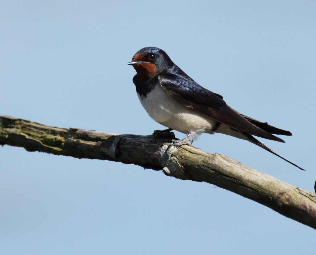 Hirondelle rustique, identification