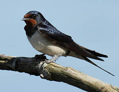 Barn Swallow