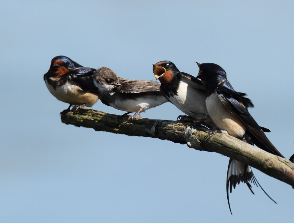 Barn Swallow, identification