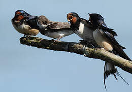 Barn Swallow