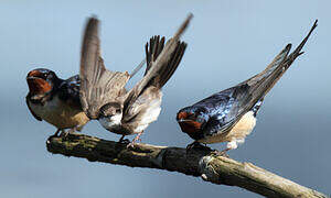 Barn Swallow