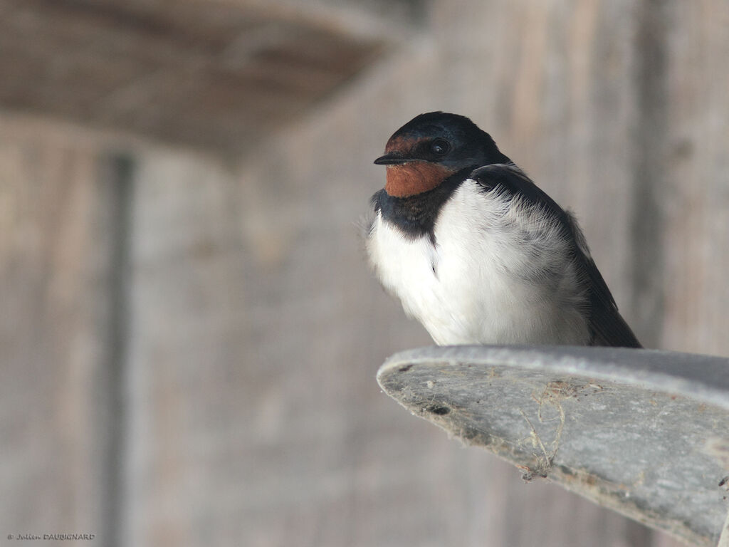 Hirondelle rustique, identification