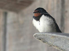 Barn Swallow