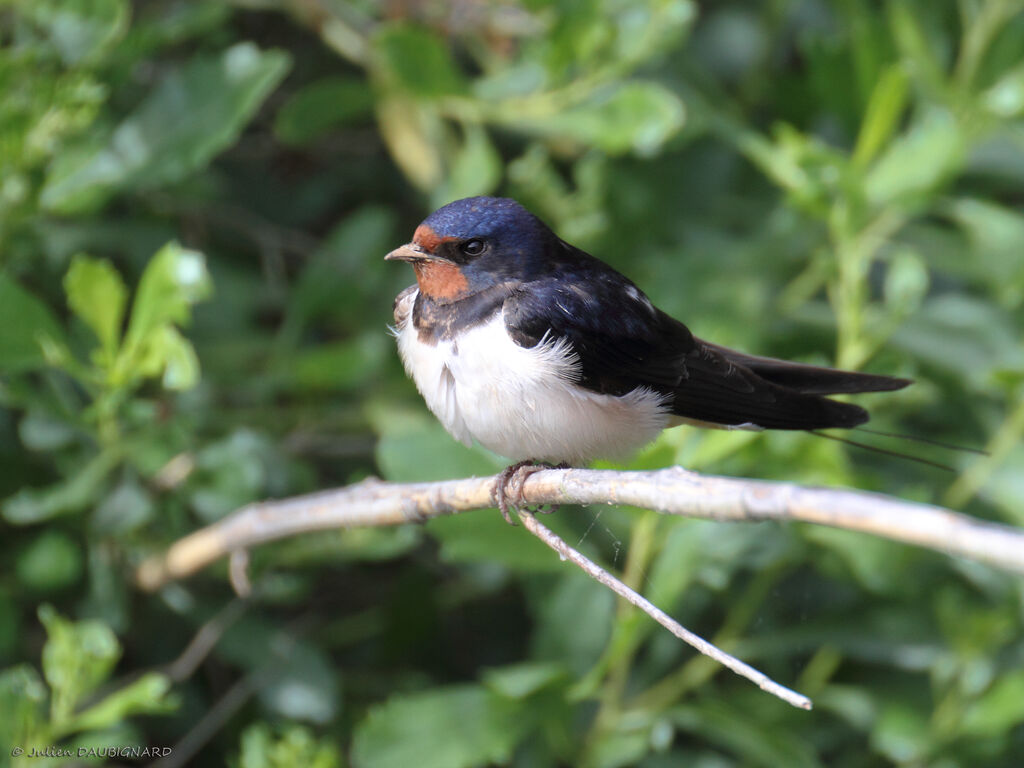 Hirondelle rustique, identification