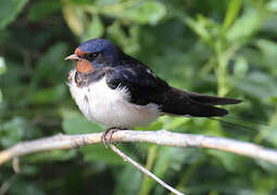 Barn Swallow