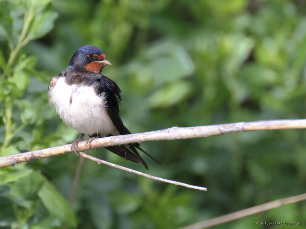 Hirondelle rustique, identification