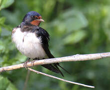 Barn Swallow