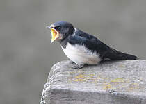 Hirondelle rustique