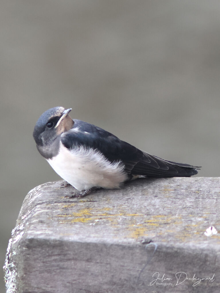 Barn Swallowjuvenile, identification
