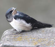 Hirondelle rustique