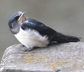 Hirondelle rustique