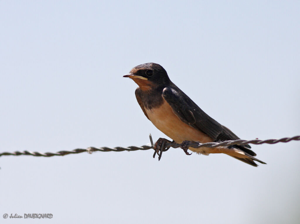 Hirondelle rustiquejuvénile, identification