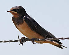 Barn Swallow