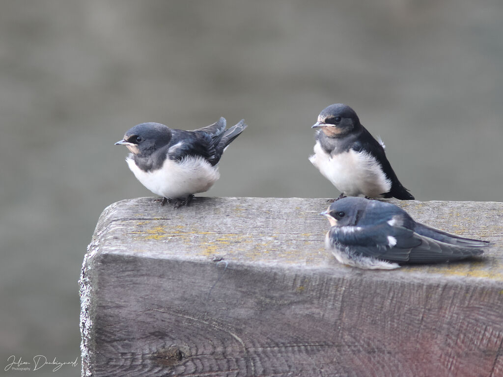Barn Swallow, identification