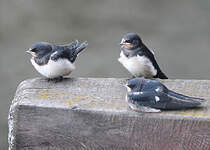 Hirondelle rustique
