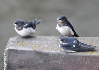 Hirondelle rustique