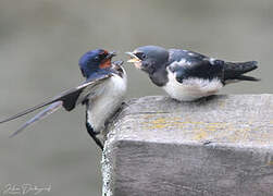 Hirondelle rustique