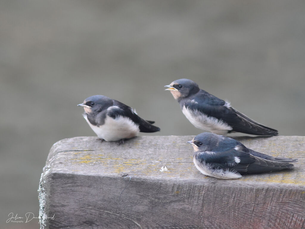 Barn Swallow, identification