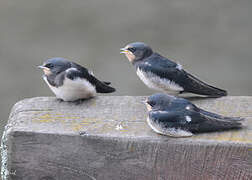 Hirondelle rustique