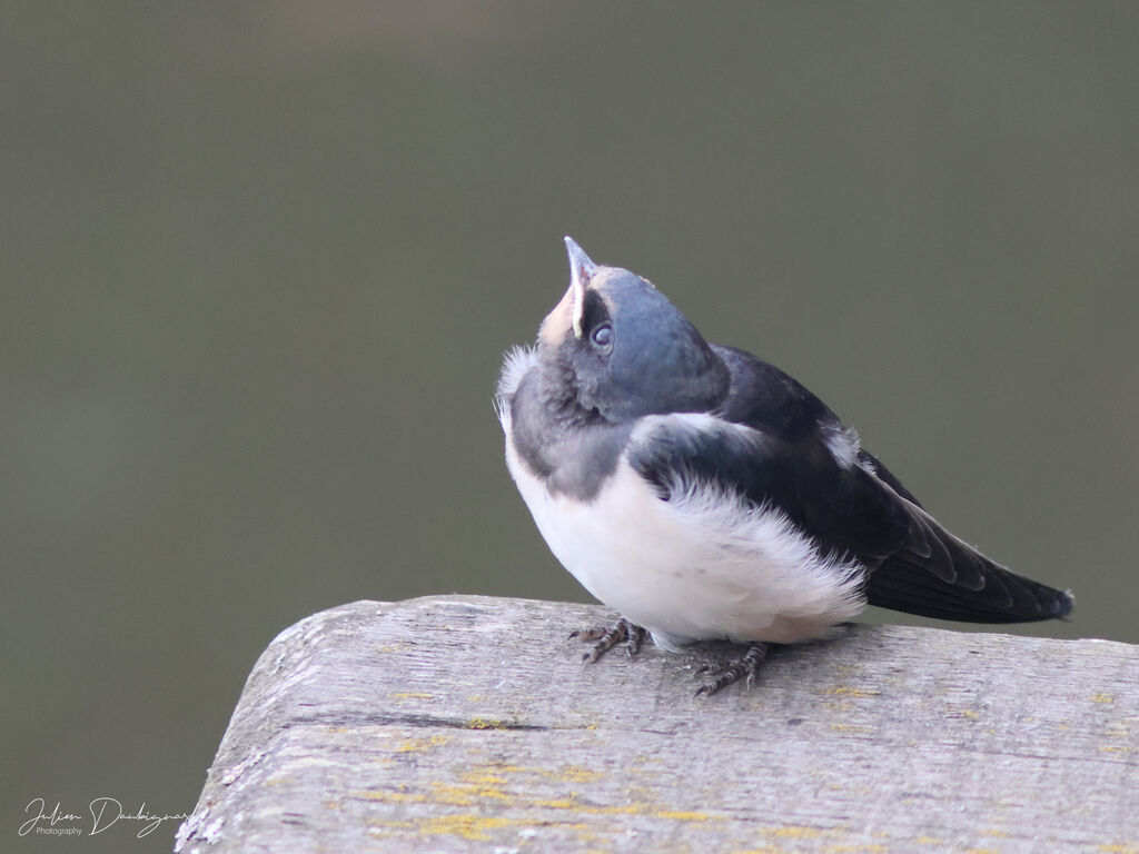 Barn Swallowjuvenile, identification