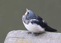 Hirondelle rustique