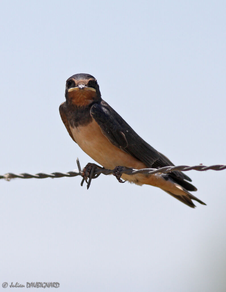 Hirondelle rustiquejuvénile, identification