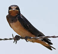 Barn Swallow